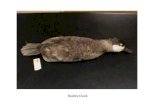 Ruddy Duck. Bufflehead (female) Hooded Merganser (female)