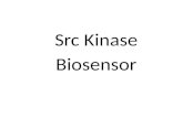 Src Kinase Biosensor. Outline 1.Src Kinase Introduction 2.Impacts of Src 3.Src reporter components  FPs (tECFP/EYFP)  SH2  Flexible linker  Substrate.