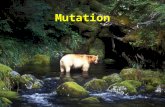 Mutation. What is a Mutation? A mutation is a change in the order of the A, G, T and C bases in a gene. This causes the changed gene to make a different.