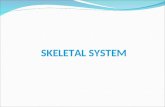 SKELETAL SYSTEM. OVERVIEW Functions Classification of bones Bone structure Microscopic structure of bone Formation of bone Joints.