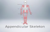 Appendicular Skeleton. Your appendicular skeleton includes all of the bones and joints that make up your appendages This includes the shoulder girdles.