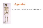 Bones of the Axial Skeleton Agenda:. Parts of the Skeletal System Axial skeleton –Skull, vertebral column, ribs Appendicular skeleton –Upper & lower limb.