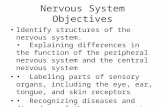 Nervous System Objectives Identify structures of the nervous system. Explaining differences in the function of the peripheral nervous system and the central.