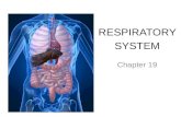 RESPIRATORY SYSTEM Chapter 19. PRIMARY FUNCTIONS Exchange gases (oxygen and CO2) Produce vocal sounds Sense of smell Regulation of blood PH.