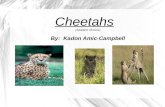 Cheetahs (Student Choice) By: Kadon Amic-Campbell.