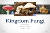 Kingdom Fungi Biology 11 Mr. McCallum Spring 2014.