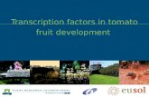 Transcription factors in tomato fruit development.