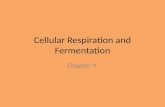 Cellular Respiration and Fermentation Chapter 9. Where do organisms get their energy? For all organisms, food molecules contain chemical energy that is.
