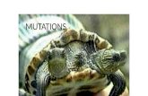 MUTATIONS. Mutations Can be beneficial, harmful, neutral Primary source of genetic variation.