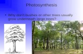 Photosynthesis Why don’t bushes or other trees usually grow underneath large trees?