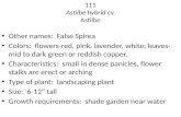 111 Astilbe hybrid cv. Astilbe Other names: False Spirea Colors: flowers-red, pink, lavender, white; leaves- mid to dark green or reddish copper. Characteristics: