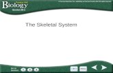 Go to Section: Section 36-1 The Skeletal System. Go to Section: 36–1 The Skeletal System A. The Skeleton B. Structure of Bones C. Development of Bones.