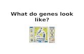 What do genes look like?. 1. Where are genes located? Genes are located on our chromosomes. Chromosomes are different sizes. There are hundreds of genes.