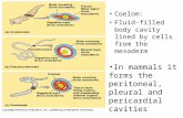 Coelom: Fluid-filled body cavity lined by cells from the mesoderm In mammals it forms the peritoneal, pleural and pericardial cavities.