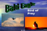By: WK Bird of Prey. Physical features The Bald Eagle is a bird that is 3 ft. tall with a wingspan of 7 ft. long. The Bald Eagle is a bird that is 3 ft.