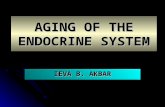 AGING OF THE ENDOCRINE SYSTEM IEVA B. AKBAR. INTRODUCTION The aging process can alter neuroendocrine function at multiple levels (i.e. through its effects.