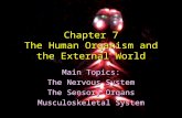 Chapter 7 The Human Organism and the External World Main Topics: The Nervous System The Sensory Organs Musculoskeletal System.