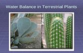 Water Balance in Terrestrial Plants. Water Regulation on Land - Plants W ip = W r + W a - W t - W s  W ip = Plant’s internal water  W r =Roots  W a.