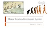Human Evolution, Excretion and Digestion Chapters 34, 41, and 44 Go back! We f*#ked everything up.