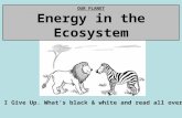 OUR PLANET Energy in the Ecosystem I Give Up. What’s black & white and read all over?