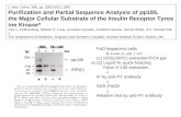 J. Biol. Chem. 266, pp. 8302-8311,1991 Purification and Partial Sequence Analysis of pp185, the Major Cellular Substrate of the Insulin Receptor Tyrosine.