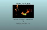 MUTATIONS Honors Biology Section 11.6 & Biology Section 8.7 Revised 2011.