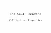 The Cell Membrane Cell Membrane Properties. In or Out? How is a window screen similar to a cell membrane? –What are some things that can pass through.
