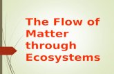 The Flow of Matter through Ecosystems. Water, Carbon, Oxygen and Nitrogen  Living things need water, oxygen, carbon, and nitrogen to survive.  These.