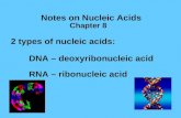 Notes on Nucleic Acids 2 types of nucleic acids: DNA – deoxyribonucleic acid RNA – ribonucleic acid Chapter 8.