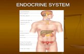 ENDOCRINE SYSTEM. Objectives Describe the functions of the endocrine glands and there hormones. Describe the functions of the endocrine glands and there.