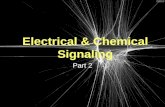 Electrical & Chemical Signaling Part 2. Lecture Outline Graded Potentials Other electrical signaling –Gap junctions The Process of Synaptic Transmission.