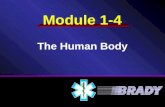 Module 1-4 The Human Body. Musculoskeletal System Circulatory System Skin Respiratory System Nervous System.