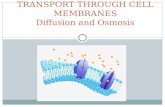 TRANSPORT THROUGH CELL MEMBRANES Diffusion and Osmosis.