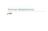 Animal Adaptations. What is an adaptation?  An adaptation is a change in an animal’s physical structure or behavior that helps an animal to survive in.