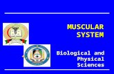 Biological and Physical Sciences MUSCULAR SYSTEM.