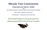Marple Tree Commission Emerald Ash Borer (EAB) by Jim Elliott, Research, Pictures, Power Point Design & Editing Neil Lipson, Research & Pictures Contributors: