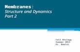 Membranes: Structure and Dynamics Part 2 Cell Biology Summer 2015 Dr. Newton.