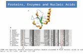 Proteins, Enzymes and Nucleic Acids The DNA/RNA non-specific Serratia nuclease prefers double-stranded A-form nucleic acids as substrates Gregor Meiss,