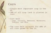 Corn Single most important crop in the US 20% of all crop land is planted in corn Corn belt –Iowa, Illinois, Nebraska, Minnesota, Indiana, and Ohio The.