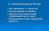 3. Gastrointestinal Route  Aka “alimentary” or “fecal-oral”  Viruses replicate in intestine  Spread to new hosts through contaminated food or water.