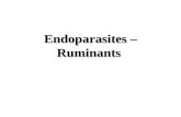 Endoparasites – Ruminants. Goals and Objectives Understand the influence of parasitism on production Become familiar with the types of parasites afflicting.
