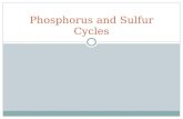 Phosphorus and Sulfur Cycles. Facts about the Phosphorus cycle Cycle most affected by humans! Phosphorus is mostly found in the form a phosphate In living.
