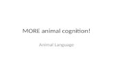MORE animal cognition! Animal Language. Pigeons as Art Critics Birds: excellent visual acuity in comparison to humans! – But: use artificial settings.