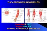 THE APPENDICULAR MUSCLES Exercise # 16,17 Pages #191,209 MARTINI, 9 TH EDITION, CHAPTER # 11.