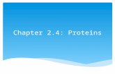 Chapter 2.4: Proteins.  Composed of monomers called amino acids  Extremely important macromolecule  More than 50% dry mass of cell is protein Proteins.