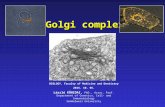 Golgi complex BIOLOGY, Faculty of Medicine and Dentistry 2015. 10. 05. László KŐHIDAI, PhD., Assoc. Prof. Department of Genetics, Cell- and Immunobiology.