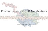 Post-transcriptional RNA Modifications Gene Expression Part 2.