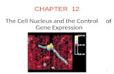 CHAPTER 12 The Cell Nucleus and the Control of Gene Expression 1.
