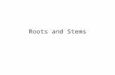 Roots and Stems. Functions of Stems 1.Support system for plant body 2.Transport system carries water & nutrients 3.Holds leaves & branches upright Each.