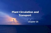 Plant Circulation and Transport Chapter 25. I.Xylem A.primary xylem 1.apical meristems  procambium  primary xylem 2.formed early in development 3.herbaceous.